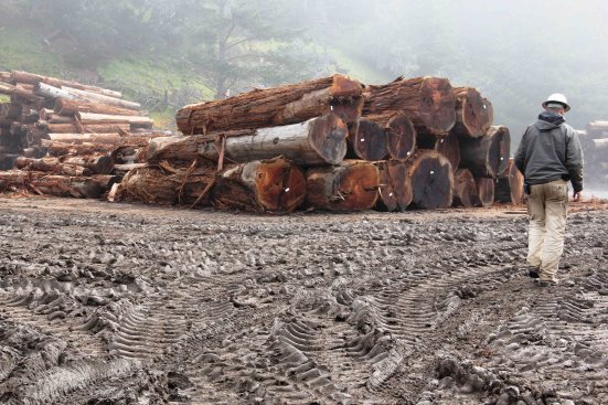 Big Creek Lumber log storage yard