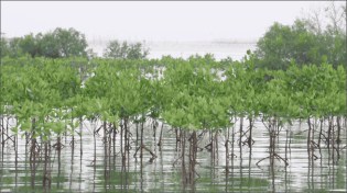 Mangrove forests can shield shorelines from damaging storms.