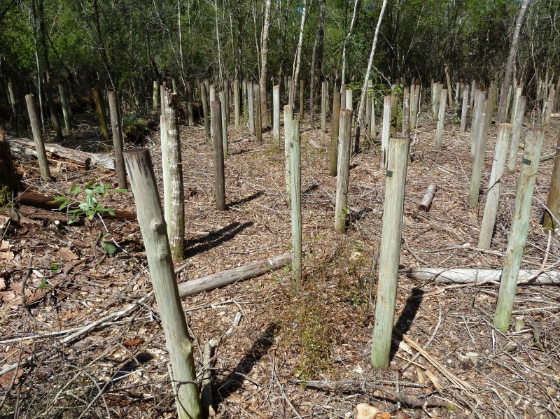 The test plot at the Harrison Experimental Forest in Saucier, Miss.—classified as a severe decay hazard according to the AWPA Fungal Decay Hazard Map—is filled with longleaf-pine posts.