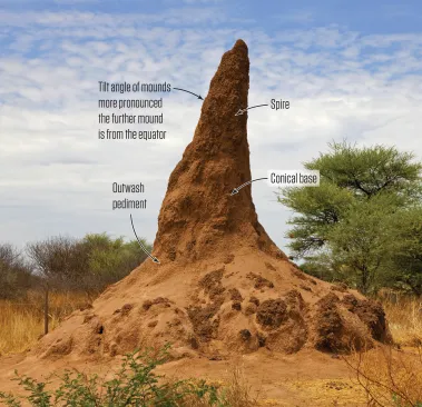 Termite mounds in sub-Saharan Africa typically consist of a spire, a conical base, and a broad outwash pediment consisting of eroded soil. They use the sun to thermoregulate. This Macrotermes mound in Namibia tilts north toward the sun in an effort to heat all sides equally.