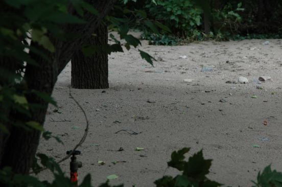 Part of this yard was filled with sand a full foot deep which gave the appearance that deciduous trees were growing on a beach.