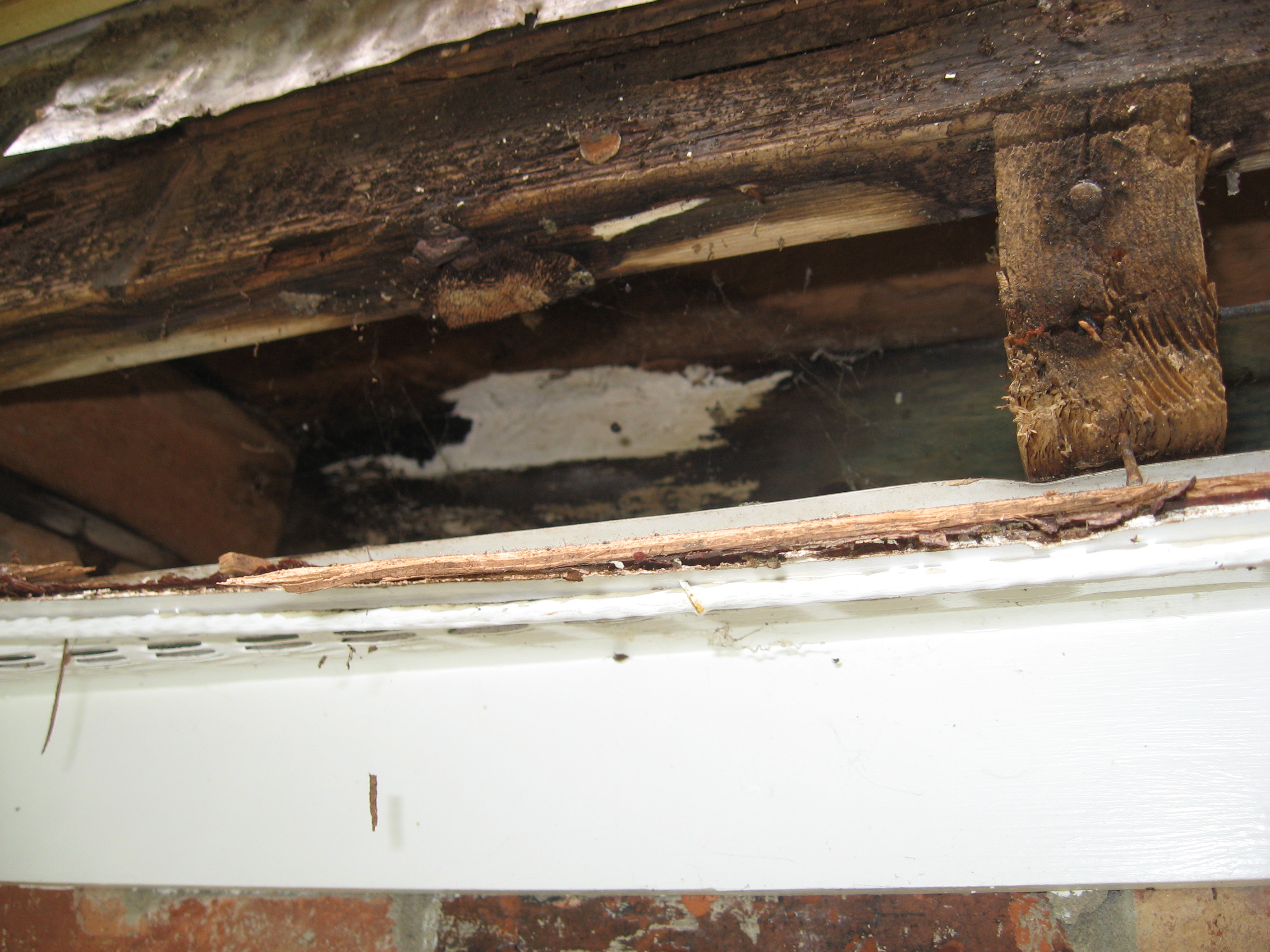 A Builder's Guide to Wood Rot
