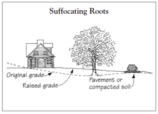 Protecting Trees During Site Work