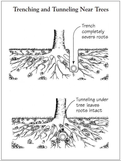 Protecting Trees During Site Work