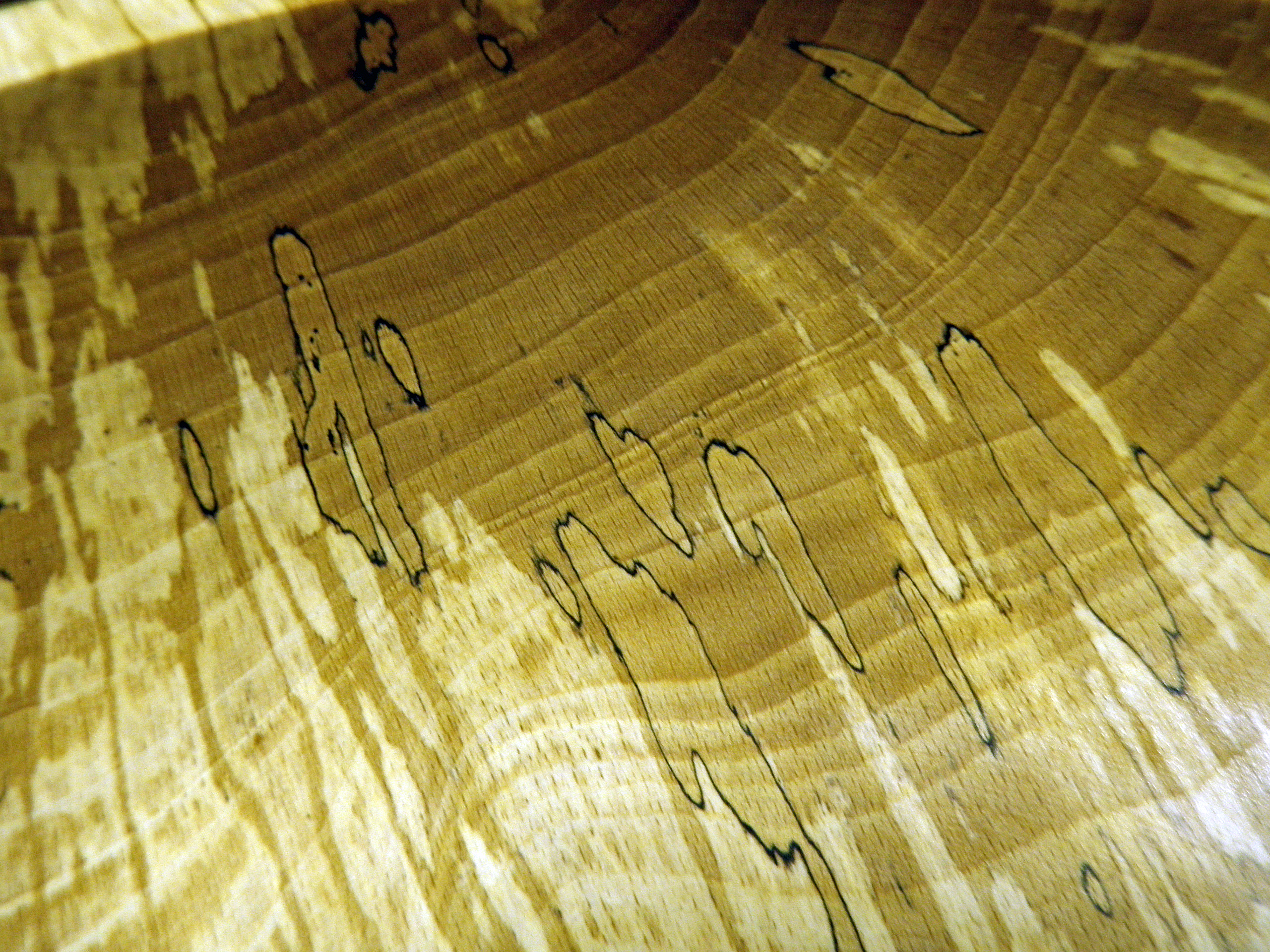 A Builder's Guide to Wood Rot